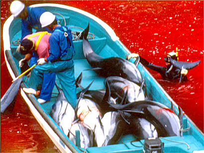 dolphins being killed by japanese fishermen