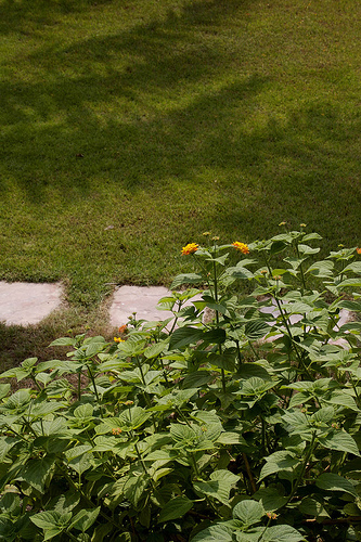 Lantana and the lawn
