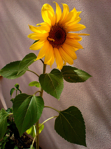 Backlit Sunflower and Shadows
