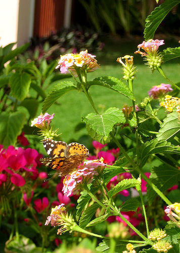 Butterfly on the Lantana - by Hanan Al-Yousif