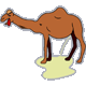 Camel pissing