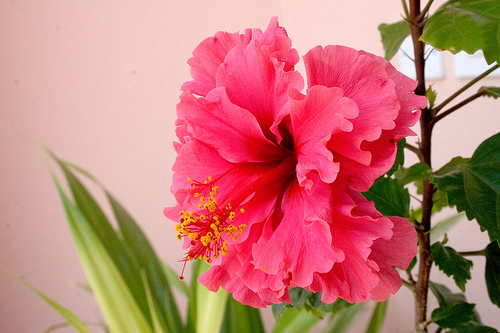 Mahmood's Red Double Hibiscus