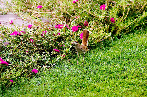 Wagtail bird in my garden