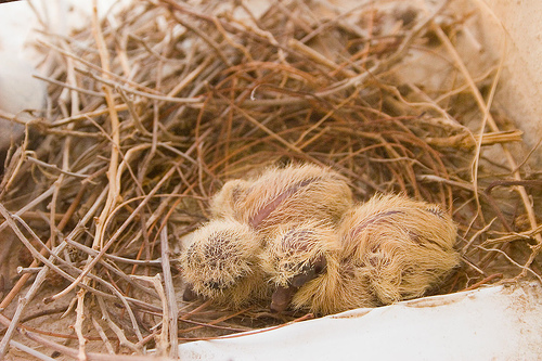 Pigeon chicks, day 1
