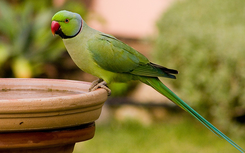 Rose-ringed parakeet at the water dish