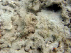 Bahrain Coral Reef rubble