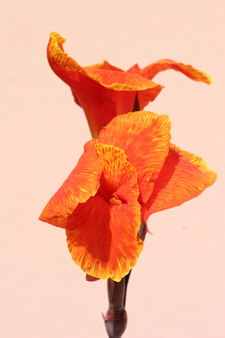 Canna X Generalis