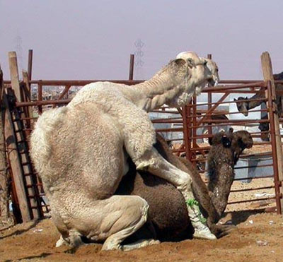 Camels having sex