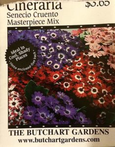 Cineraria---Senecio-Cruento---Masterpiece-Mix