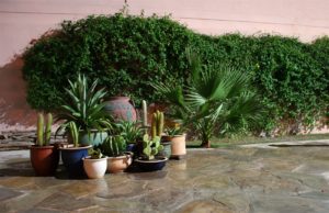 The cacti gathering
