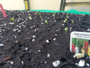 hollyhock seedlings