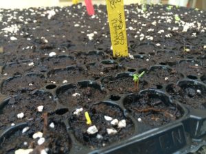 marigold seedings