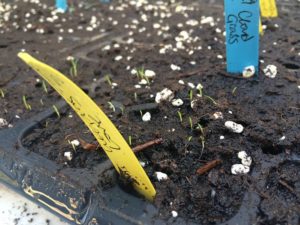weeping love ornamental grass seedlings