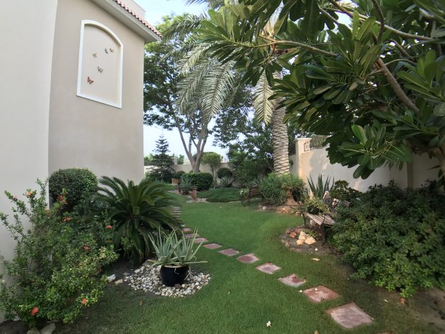 The Cycad in its original place in my old garden in Barbar, Bahrain